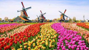 Study in Netherlands